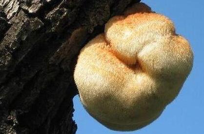 信邦食用菌与蘑菇的不同