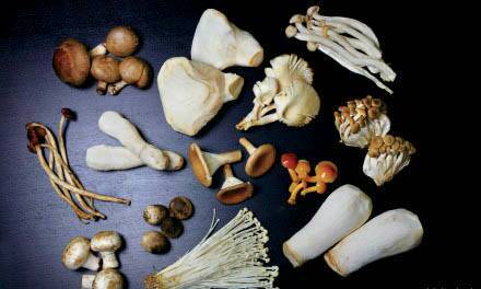 临沂信邦生物为何选择食用菌