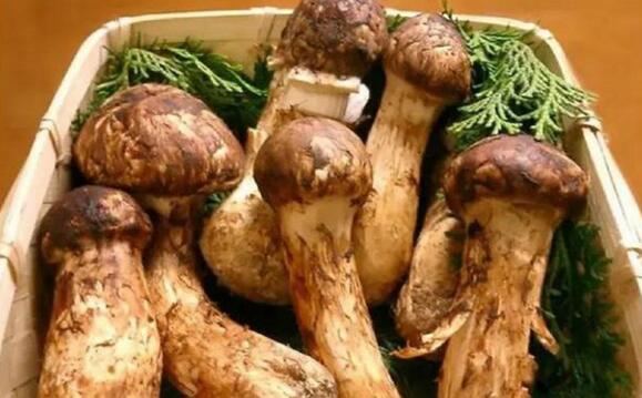 食用菌 (2).jpg