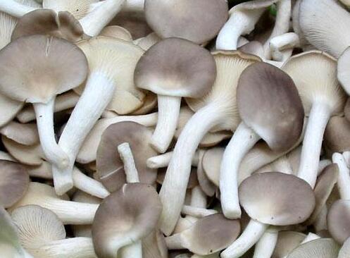 姬菇秀珍菇的盐渍加工