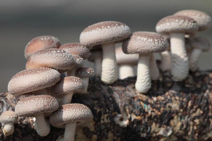 食用菌的保鲜与运输