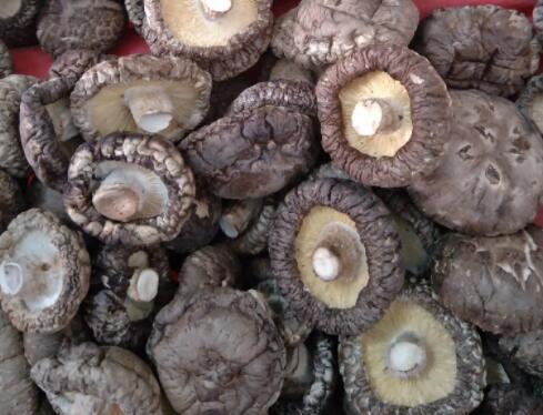 贮存干香菇五注意