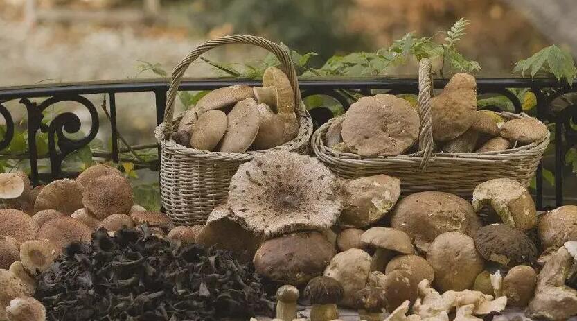 食用菌采摘常识