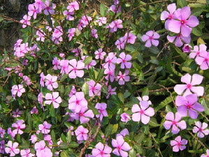 长春花