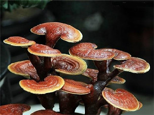 灵芝孢子粉